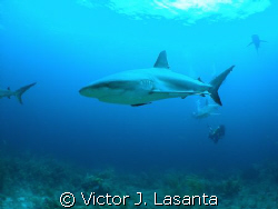 reef shark at shark wall dive site in Bahamas, sp-350 oly... by Victor J. Lasanta 